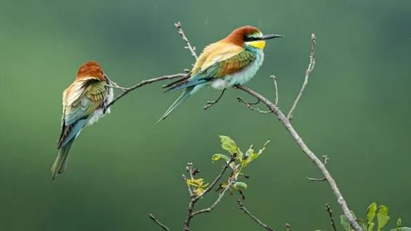 Nearly Half Of Bird Species Face Decline Nearly Half Of Bird Species Face Decline