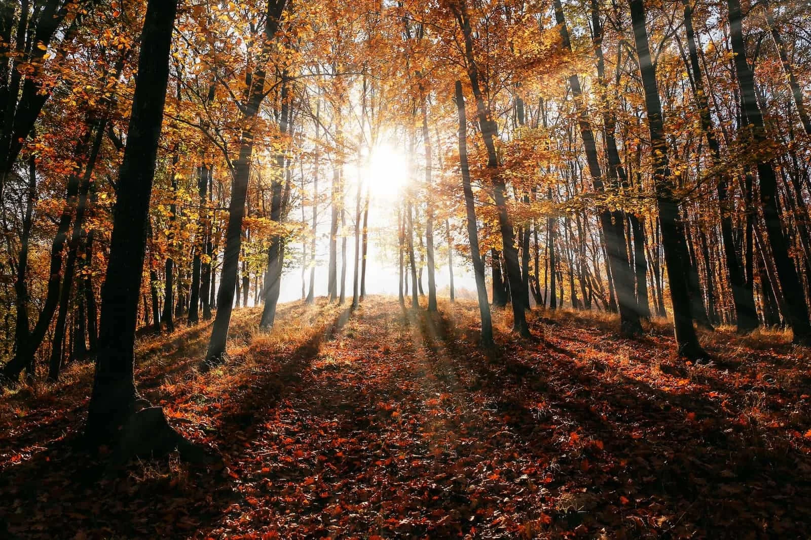 Autumn Equinox Arrives Today Autumn Equinox Arrives Today