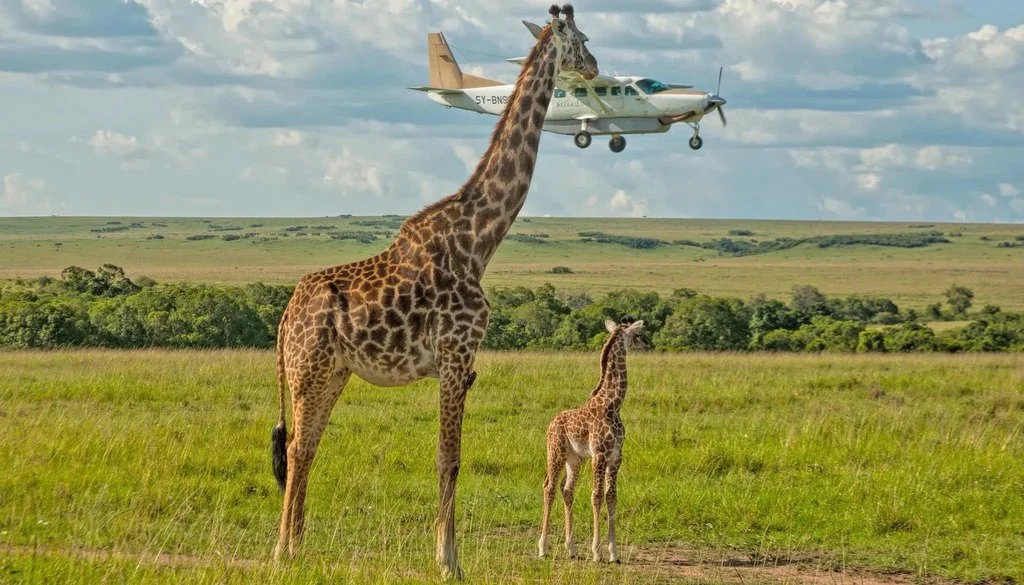 Wildlife Photography Winners Capture Nature’s Drama