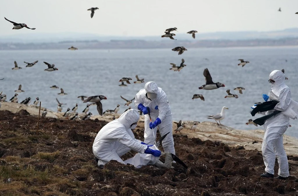 Seabird Numbers Rebound After Bird Flu Losses
